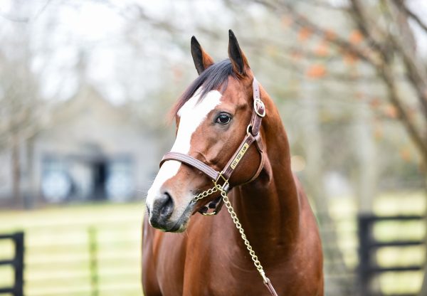 Tiz The Law head shot