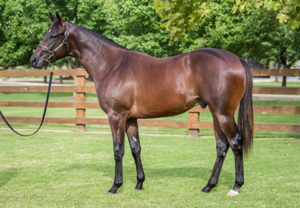 Wb X Egyptian Miss 750