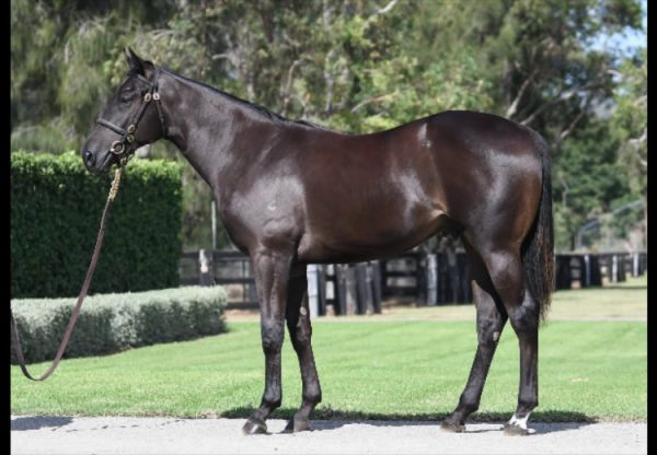 Wootton Bassett X Sunlight yearling conformation shot