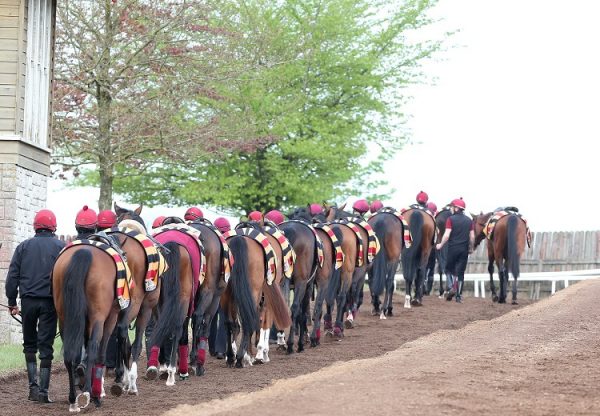 Ballydoyle - walking in hand
