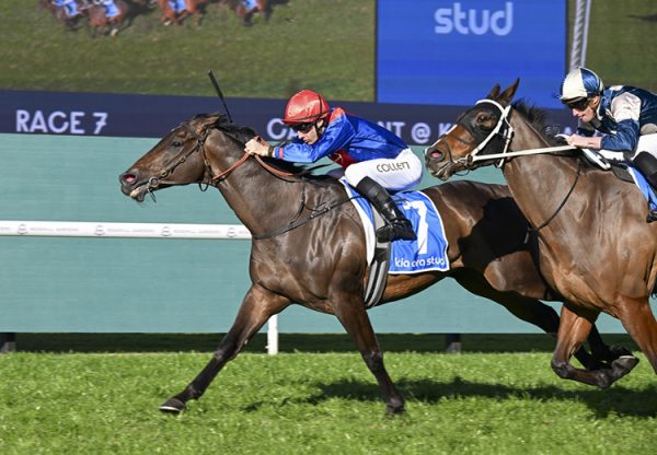 War Eternal (pierro) Rosehill 750