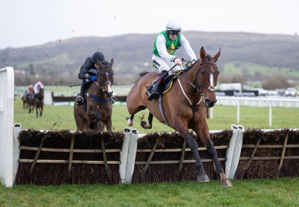 Weveallbeencaught (Getaway) Wins The Maiden Hurdle At Cheltenham