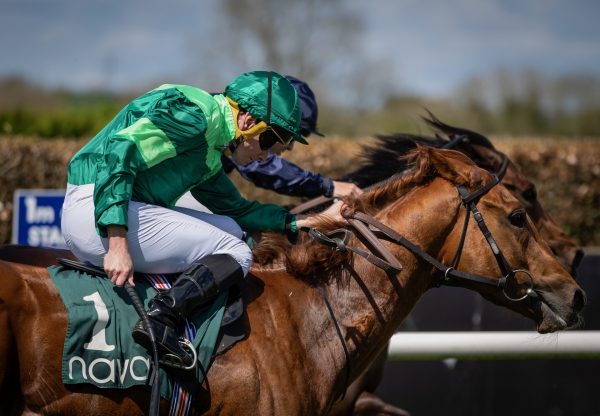 Whistlejacket (No Nay Never) Wins The Listed Committed Stakes