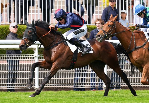 Wild Bill Hickok (Walk in the park)  Wins The Prix Go Ahead