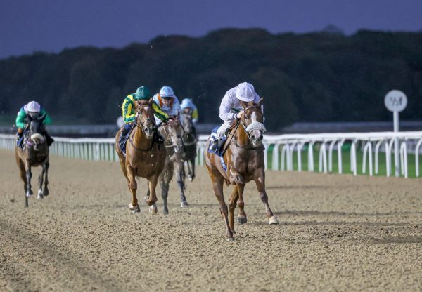 Winged One Australia Newcastle