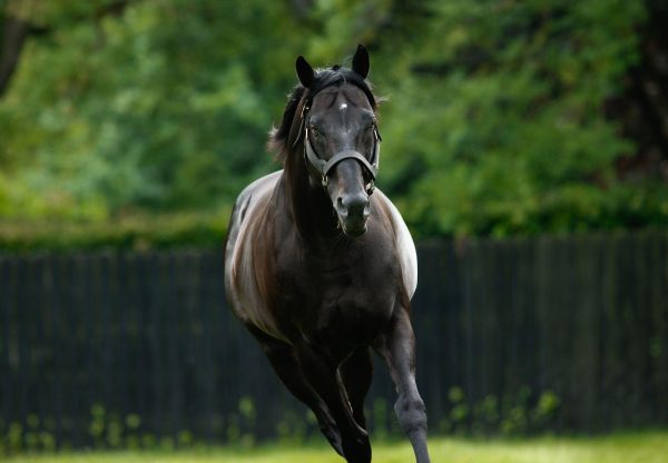Wootton Bassett Paddock
