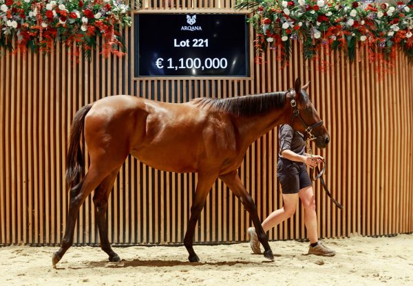 Wootton Bassett Right Hand Filly Arqana 2025