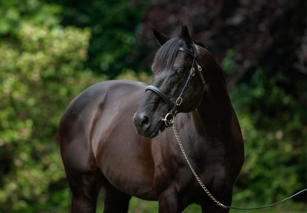 Wootton Bassett Headshot