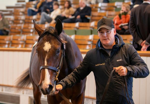 Wootton Bassett X Luna Mare Colt Tattersalls Book 1