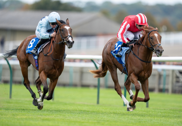 Zanthos Sioux Nation Newmarket