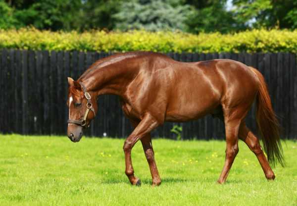 Australia paddock shot