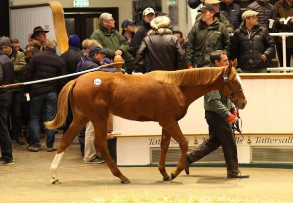 Australia colt 300000