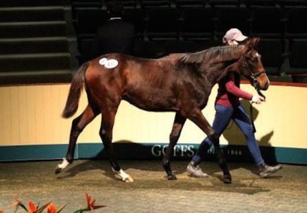 Australia ex Thai Haku colt selling for €260,000