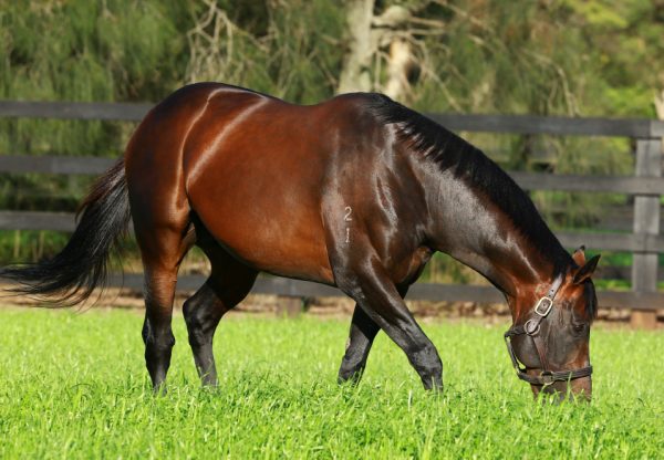Fastnet Rock grazing