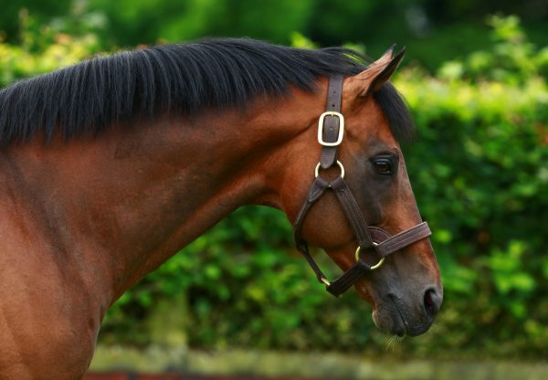 Rock Of Gibraltar head shot