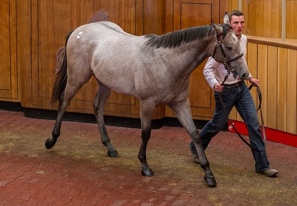 Staspangles Sale Topper