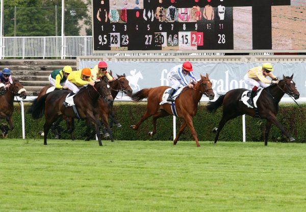 Stelladicamelotorig Edit