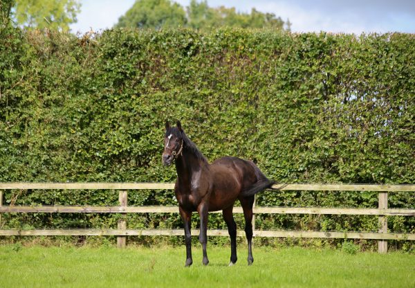 Walk In The Park Paddock Shot