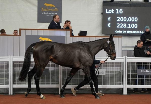 £200000 For Order Of St George Gelding At Tattersalls Cheltenham