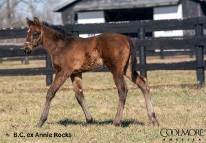 (Gunite) B.C ex Annie Rocks