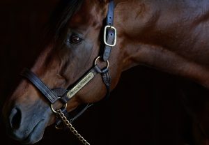 American Pharoah