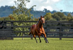 Best Of Bordeaux Paddock