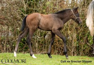 The Antarctic x Grecian Slipper Colt