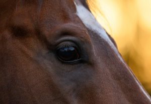 Best Of Bordeaux Head Shot