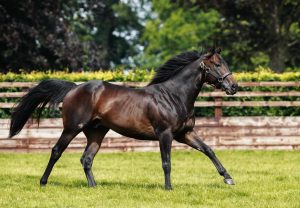 Blackbeard Paddock 230608 27 © Zuzanna Lupa