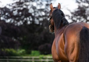 Churchill Paddock 7850