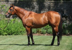 Corniche Conformation Website 1