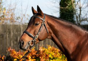 Crystal Ocean Head Shot