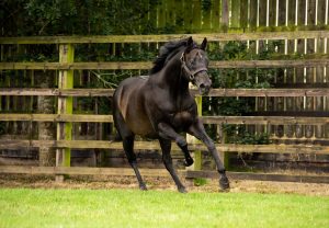 Footstepsinthesand 3045