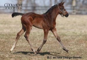 (Gunite) ex Take Charge Glenda