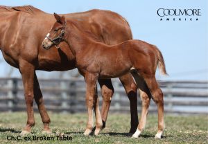 Gunite x Broken Table C