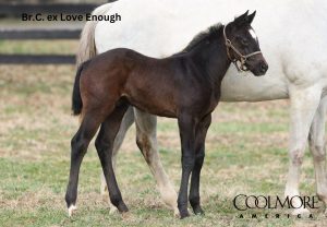 Gunite x Love Enough C