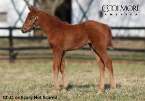 Gunite x Scary Not Scared c