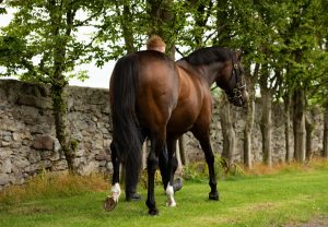 Holy Roman Emperor 21199