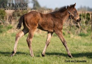 Hurricane Lane x Caravela Colt