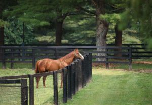 Justify at Ashford Stud