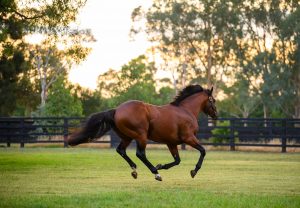 Kings Legacy paddock