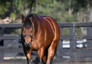 Kings Legacy head shot