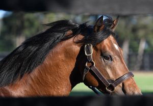 Kings Legacy paddock