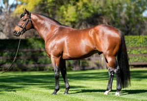 Kings Legacy Conformation Shot 2