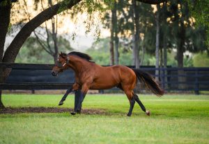 Kings Legacy paddock