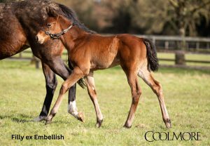 Little Big Bear x Embellish