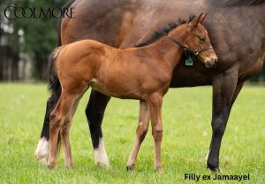 Little Big Bear x Jamaayel F