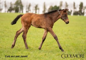 Little Big Bear x Last Jewel