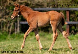 Paddington x Floria Tosca colt