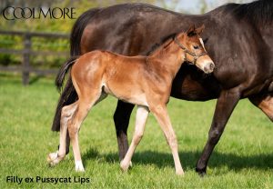 Paddington x Pussycat Lips